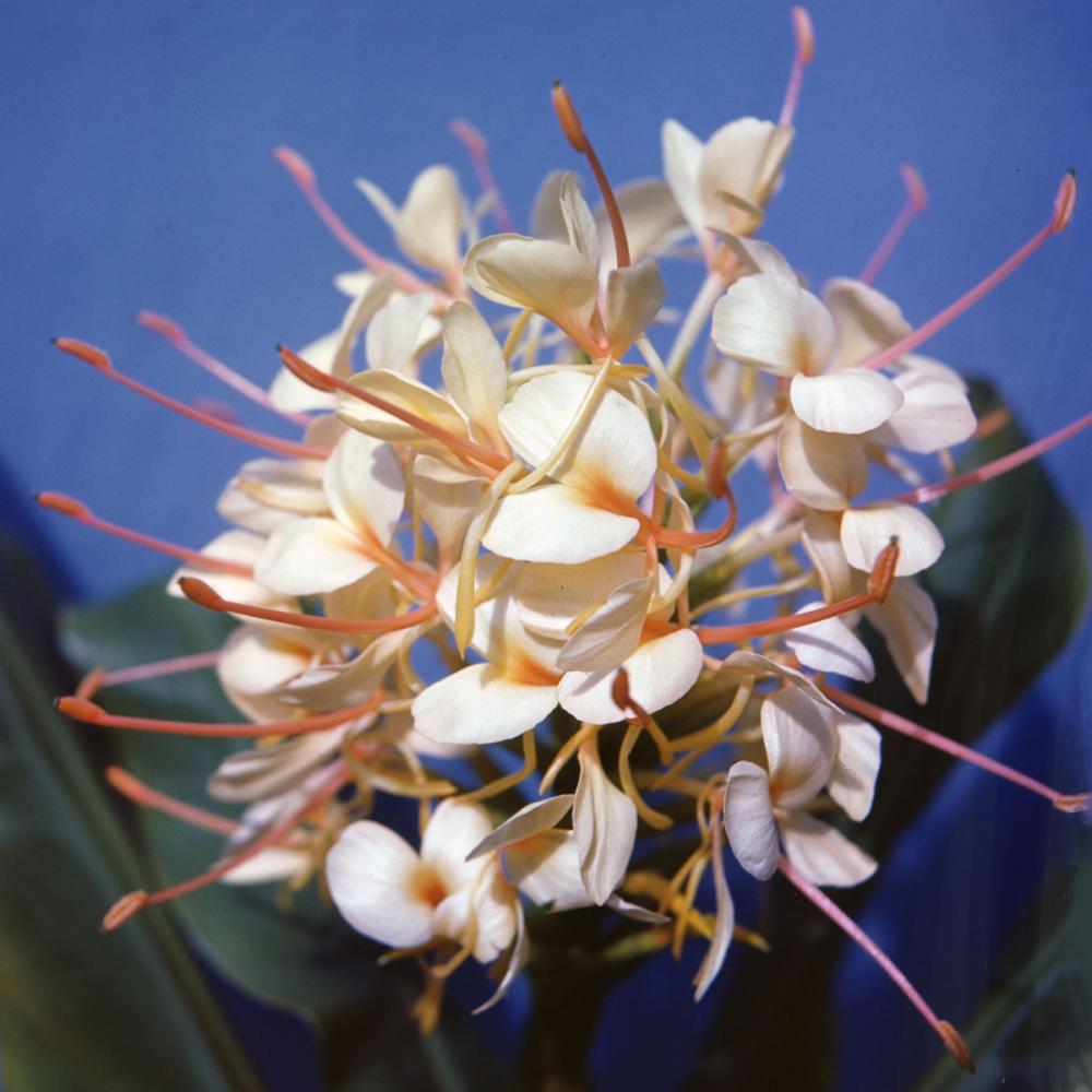 【春予約】　花香る球根　ジンジャ　白花種　１球　【申込期限：３月２２日（日）】