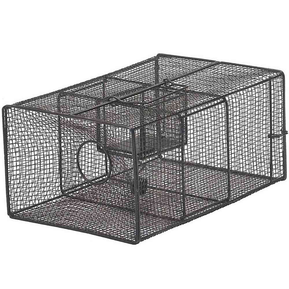 ブラックｔｒａｐスクウェア　Ｓ－０１