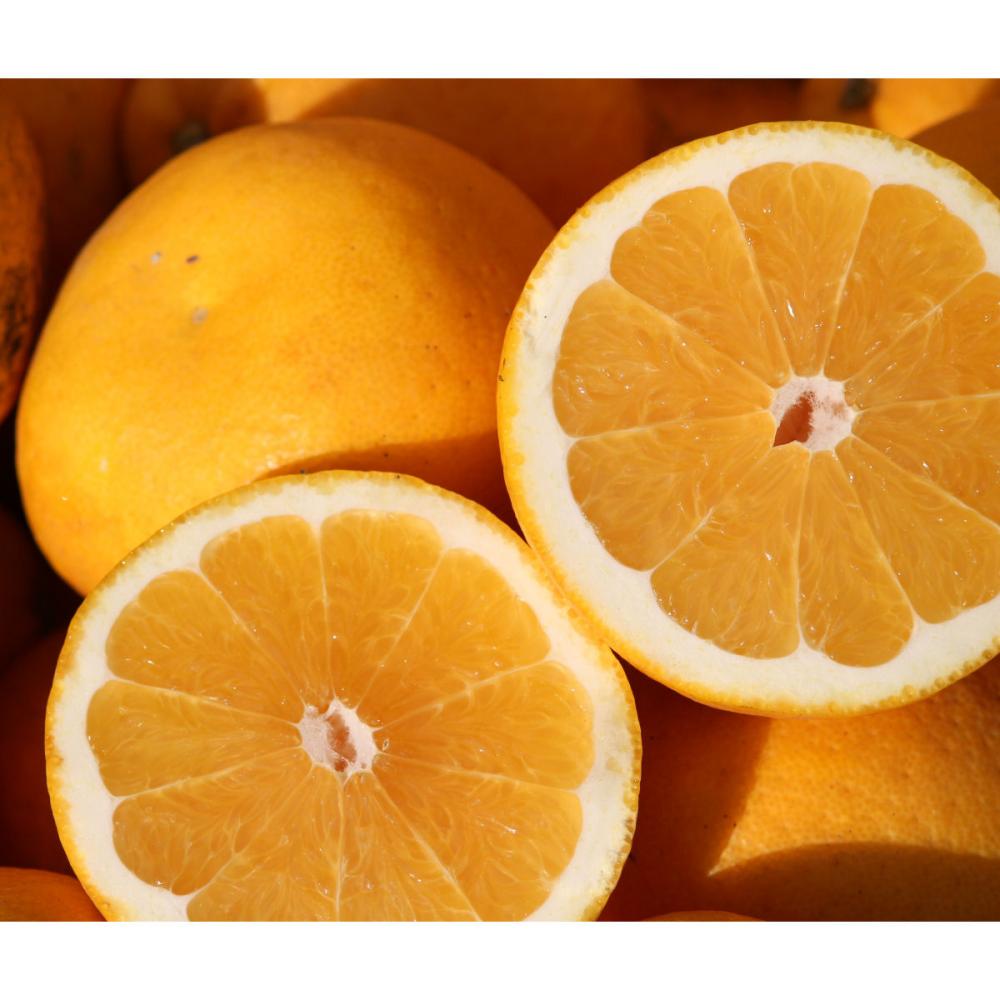 【注文期限：２０２６年 年６月２８日】愛媛県産　河内晩柑　家庭用　サイズ混合　約４ｋｇ（１３個前後）