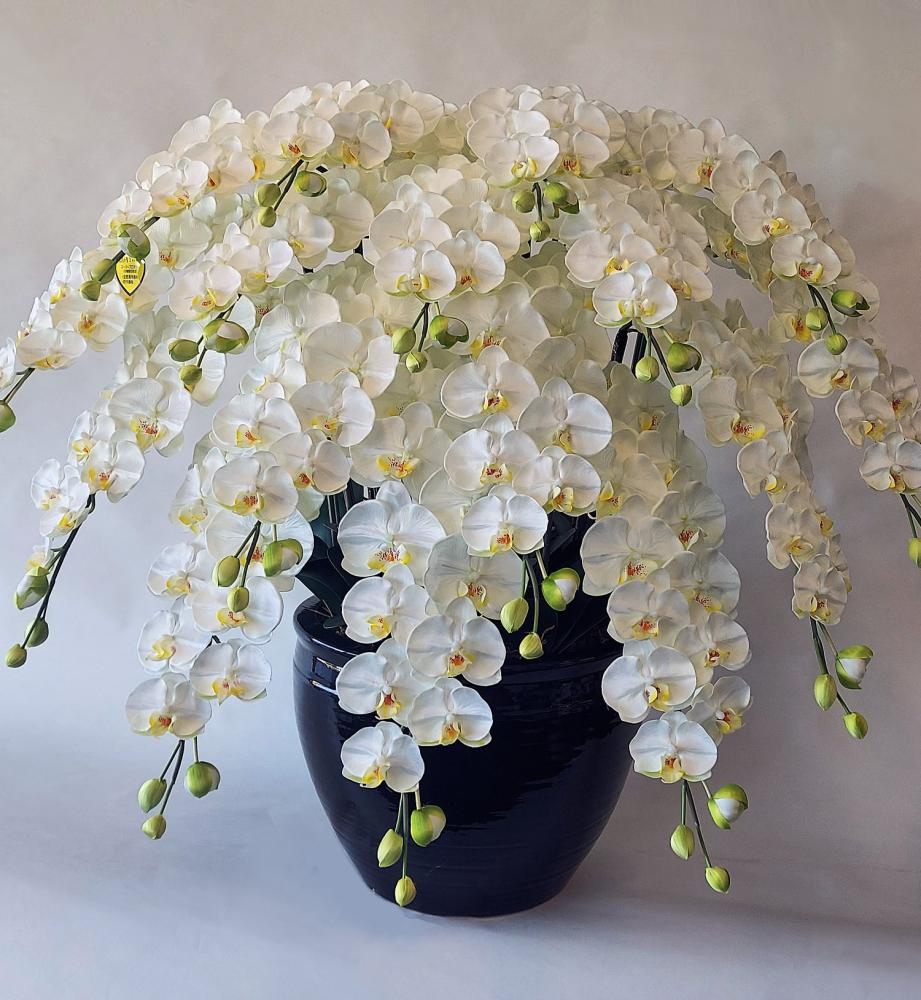 インテリア胡蝶蘭　Ｌ　１６Ｆ