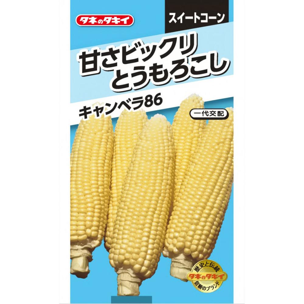 トウモロコシ種子　甘さビックリ　キャンベラ８６