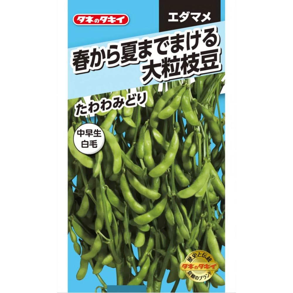 エダマメ種子　春から夏までまける　大粒枝豆　たわわみどり