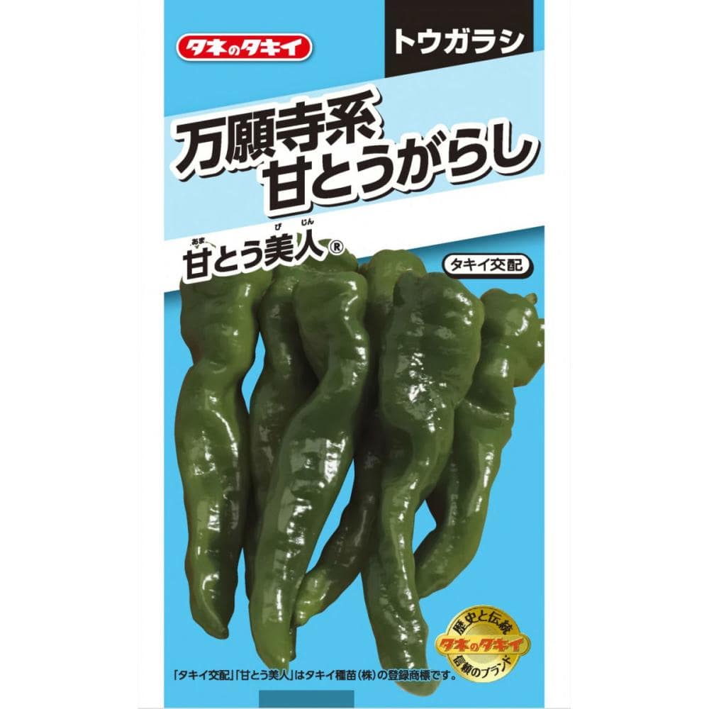 トウガラシ種子　万願寺系甘とうがらし　甘とう美人