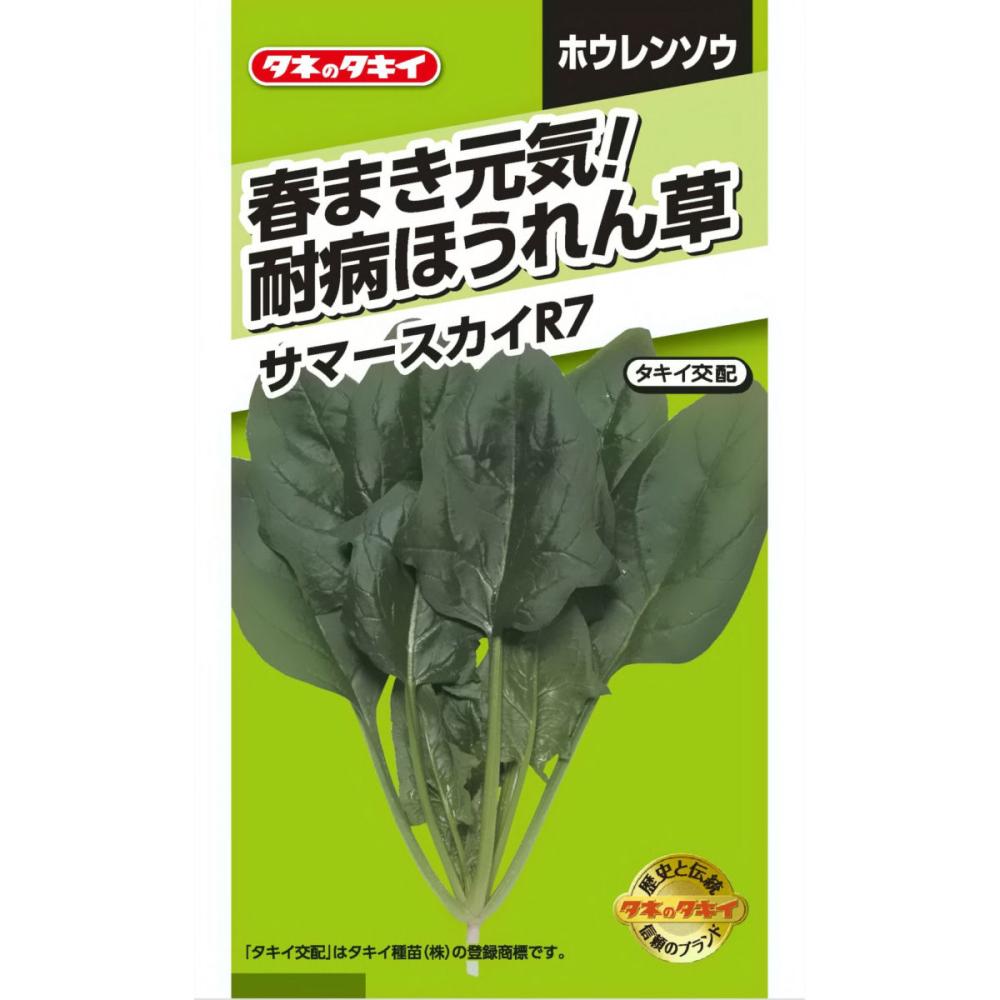 ホウレンソウ種子　春まき元気！耐病ほうれん草　サマースカイＲ７