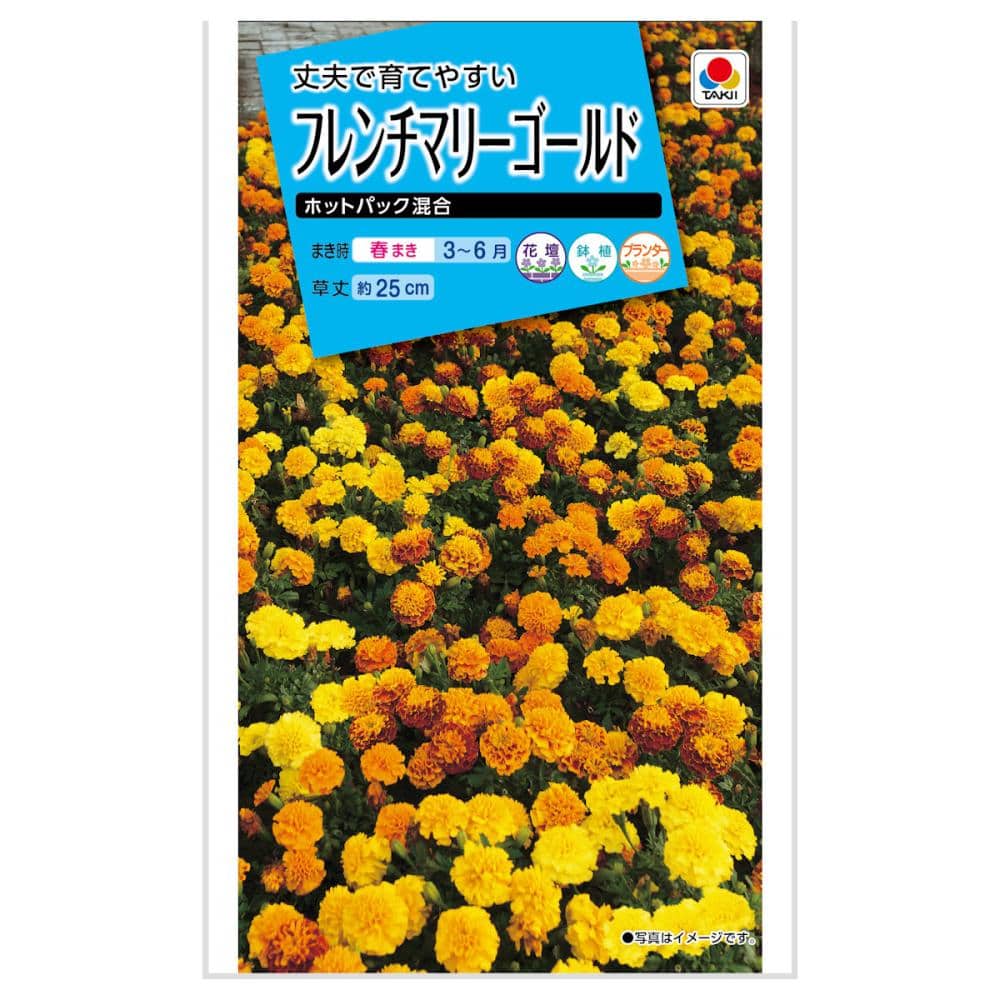 マリーゴールド種子　フレンチマリーゴールド　ホットパック混合