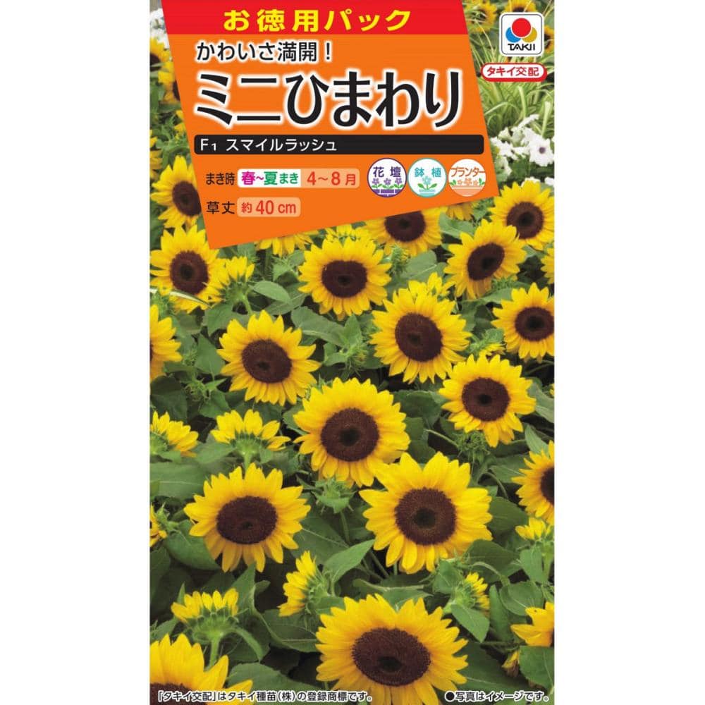 ヒマワリ種子　テーブルひまわり　徳用　スマイルラッシュ