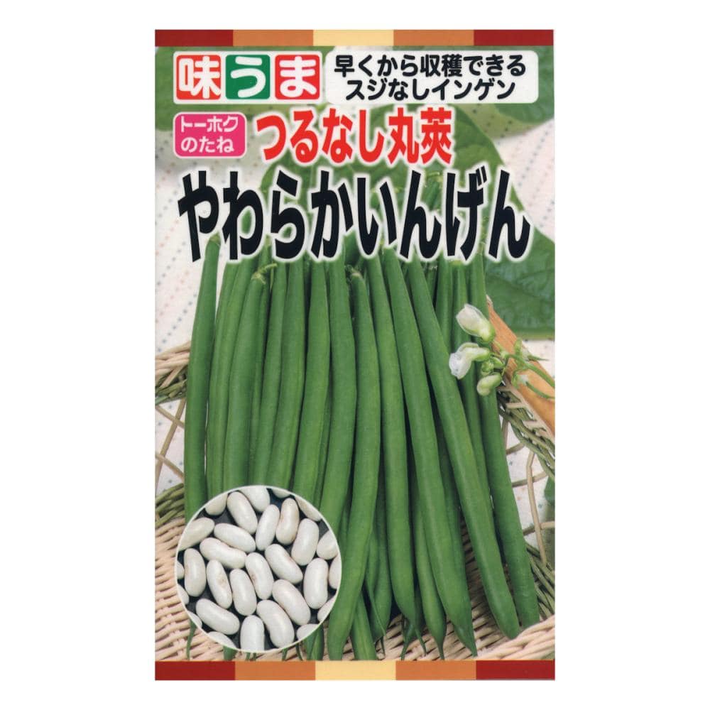 インゲン種子　つるなし丸莢やわらかいんげん