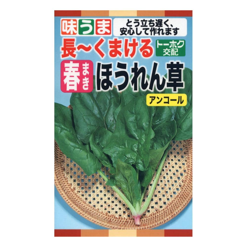 ホウレンソウ種子　Ｆ１　長～くまけるほうれん草　アンコール