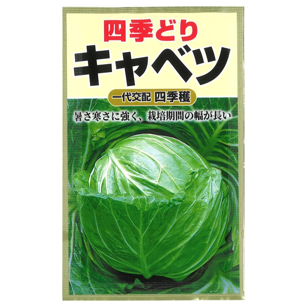 キャベツ種子　四季どりキャベツ