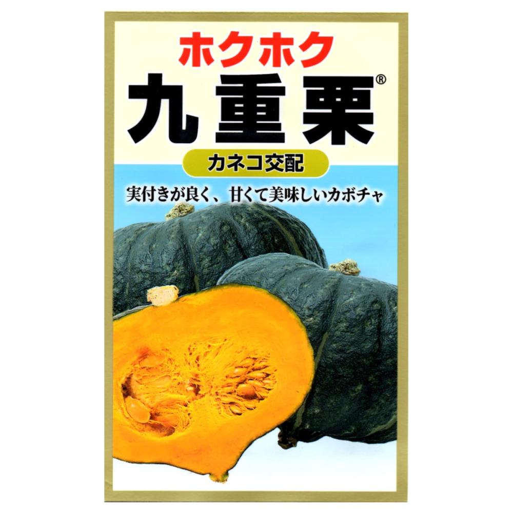 カボチャ種子　九重栗かぼちゃ