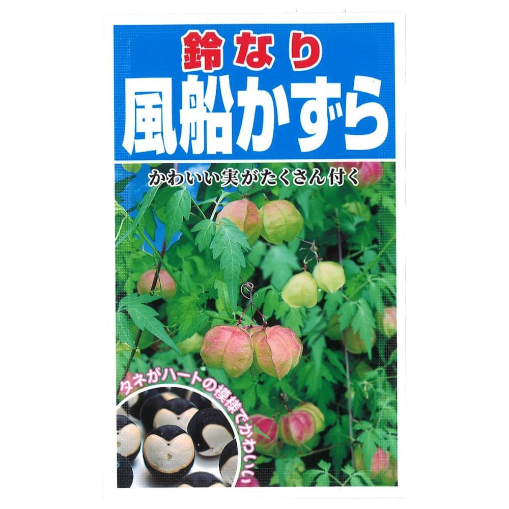 草花種子　風船かずら