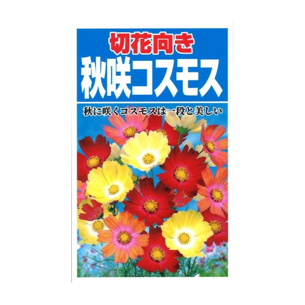 切花向き秋咲きコスモス