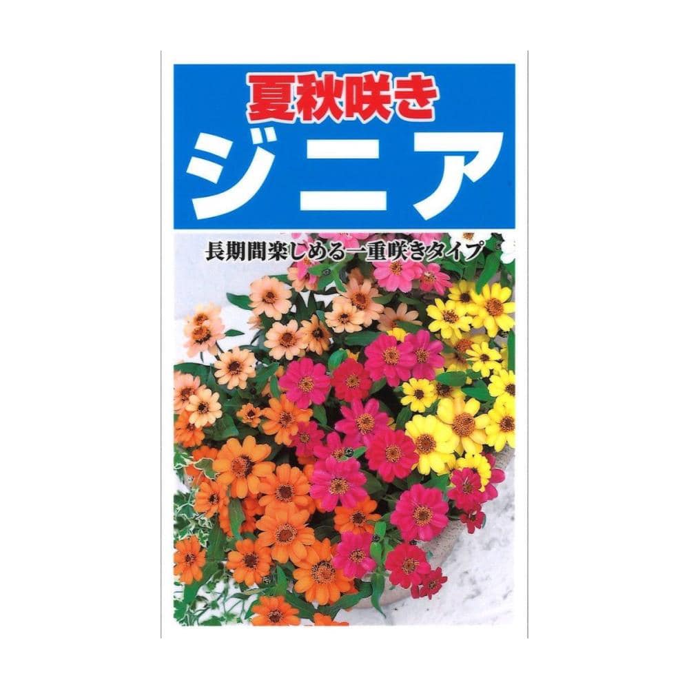 夏秋咲きジニア