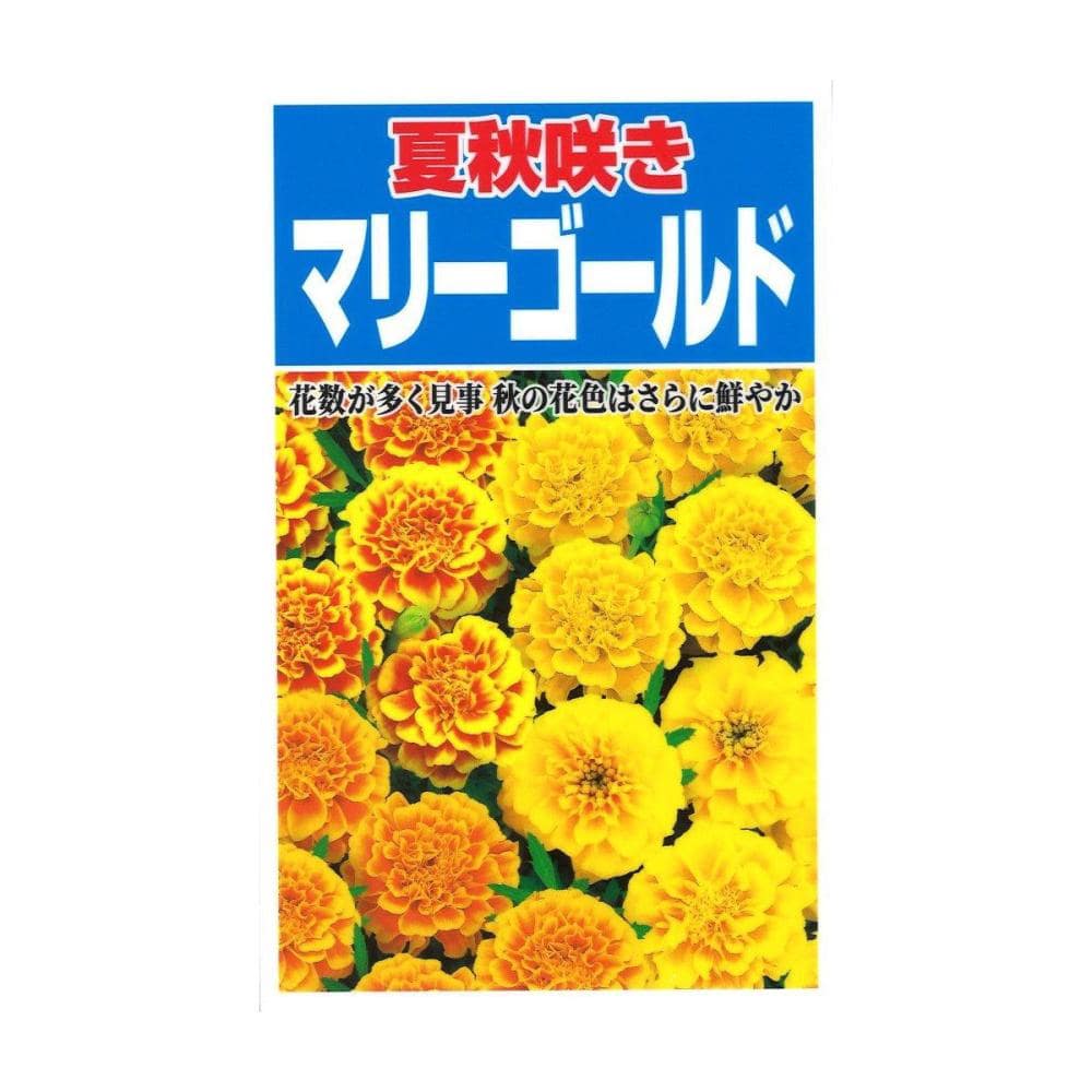 夏秋咲きマリーゴールド