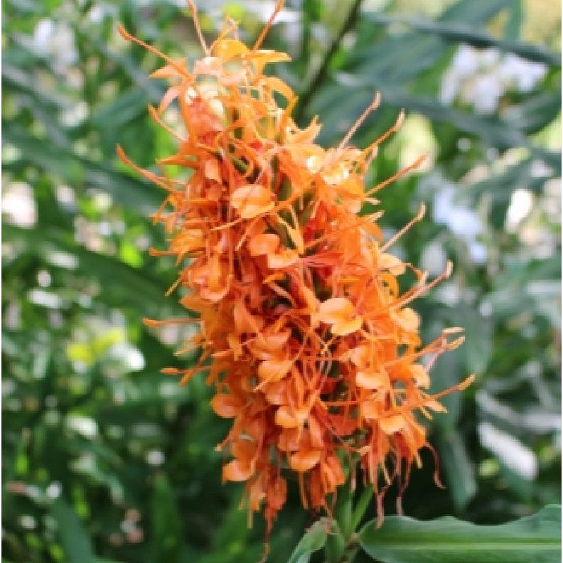 【春予約】　花香る球根　ジンジャ　橙花種　１球　　　　　　　【申込期限：３月２２日（日）】