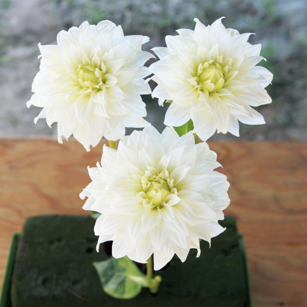 銀峯（ぎんぽう）