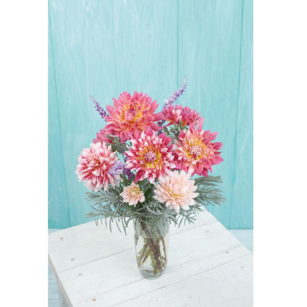 完売御礼【春予約】　夢色ダリア　富雅（ふうが）　１球　【申込期限：３月２２日（日）】