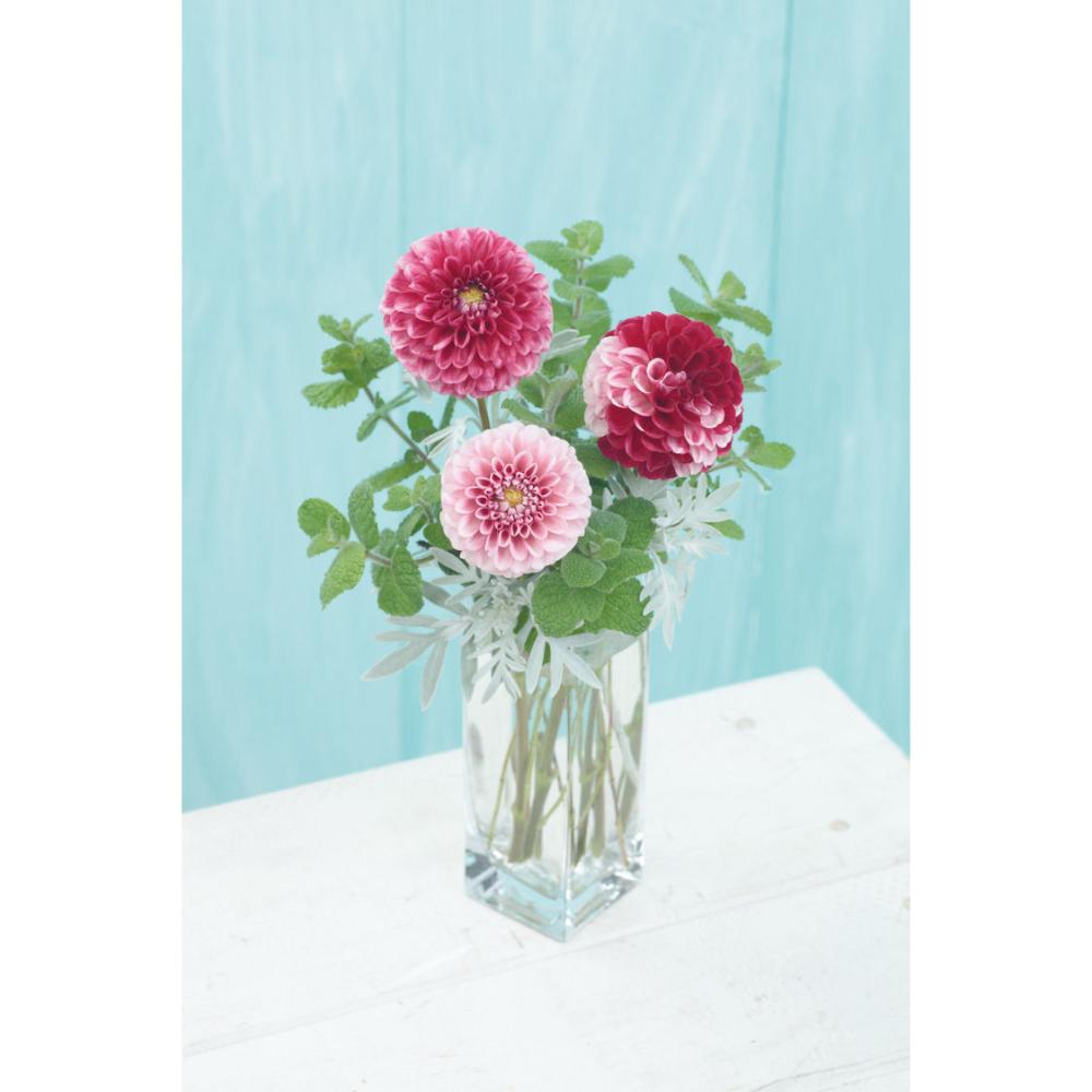 完売御礼【春予約】　夢色ダリア　染玉（そめだま）　１球　【申込期限：３月２２日（日）】