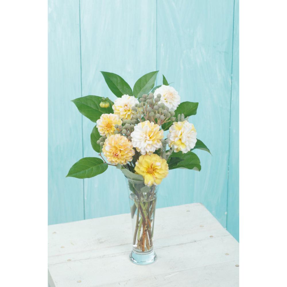 【春予約】　夢色ダリア　雪の舞（ゆきのまい）　１球　【申込期限：３月２２日（日）】