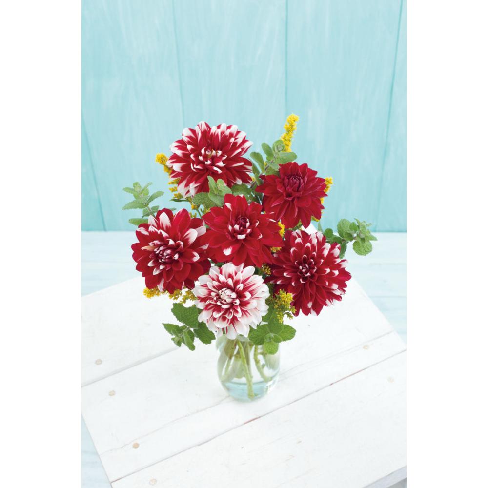 【春予約】　夢色ダリア　花笠乙女（はながさおとめ）　１球　【申込期限：３月２２日（日）】