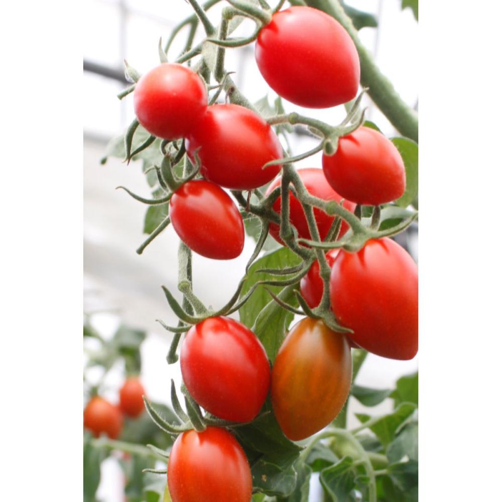 薄皮新感覚！高糖度ミニトマト　シュガープラム　約１ｋｇ（約５００ｇ×２パック）