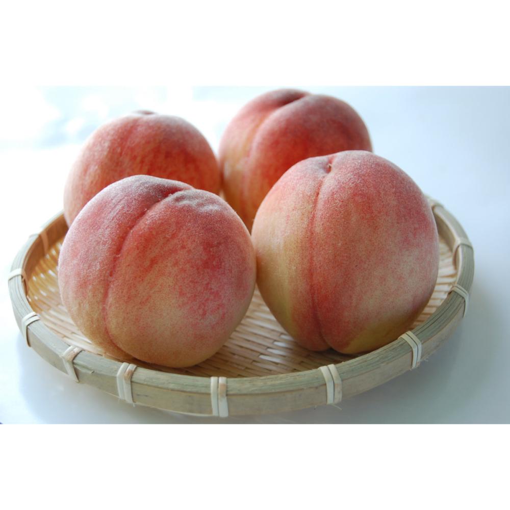 福島県産　もも　川中島白桃　特選品　約５ｋｇ（１５～１８玉入）【注文期限：８月１０日】