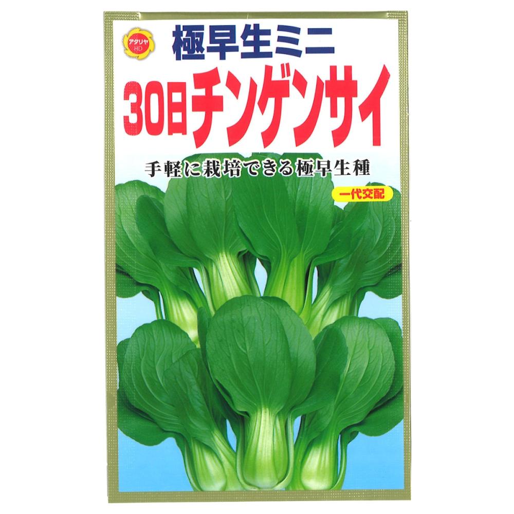 チンゲンサイ種子　極早生ミニ　３０日チンゲンサイ