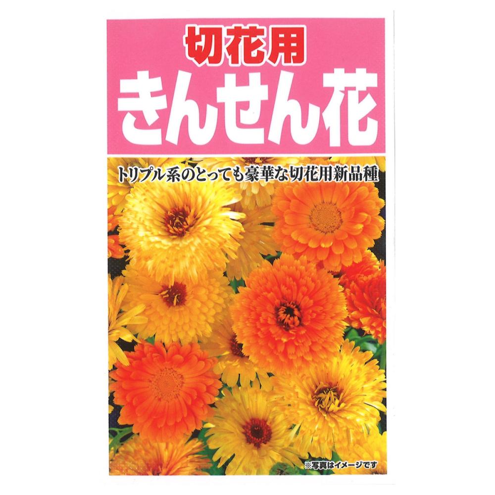 切花用　きんせん花