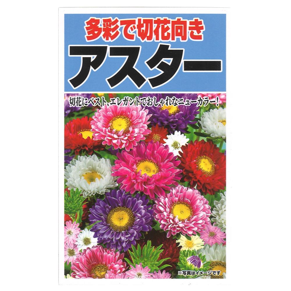スーパーカラフルアスター