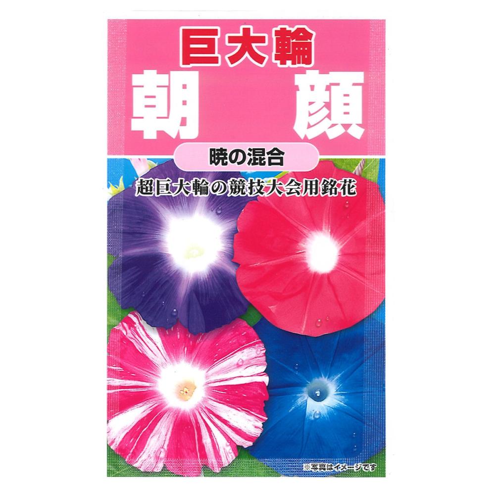 超巨大輪朝顔暁の混合