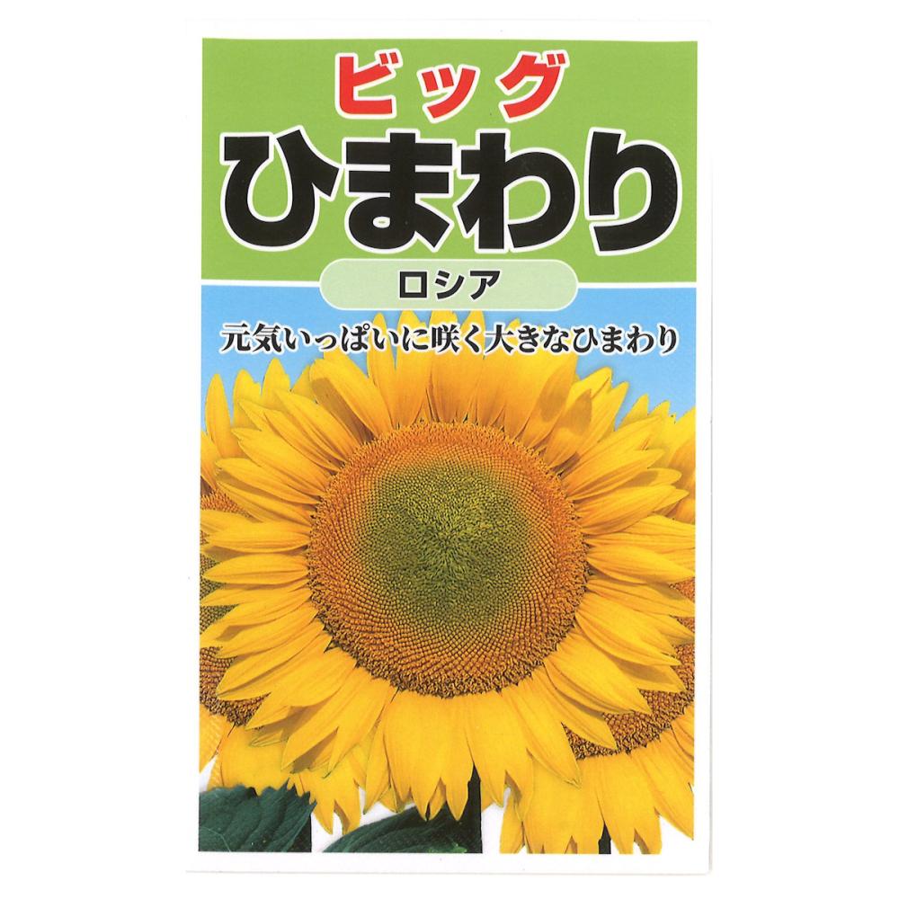 ひまわり（ロシア）