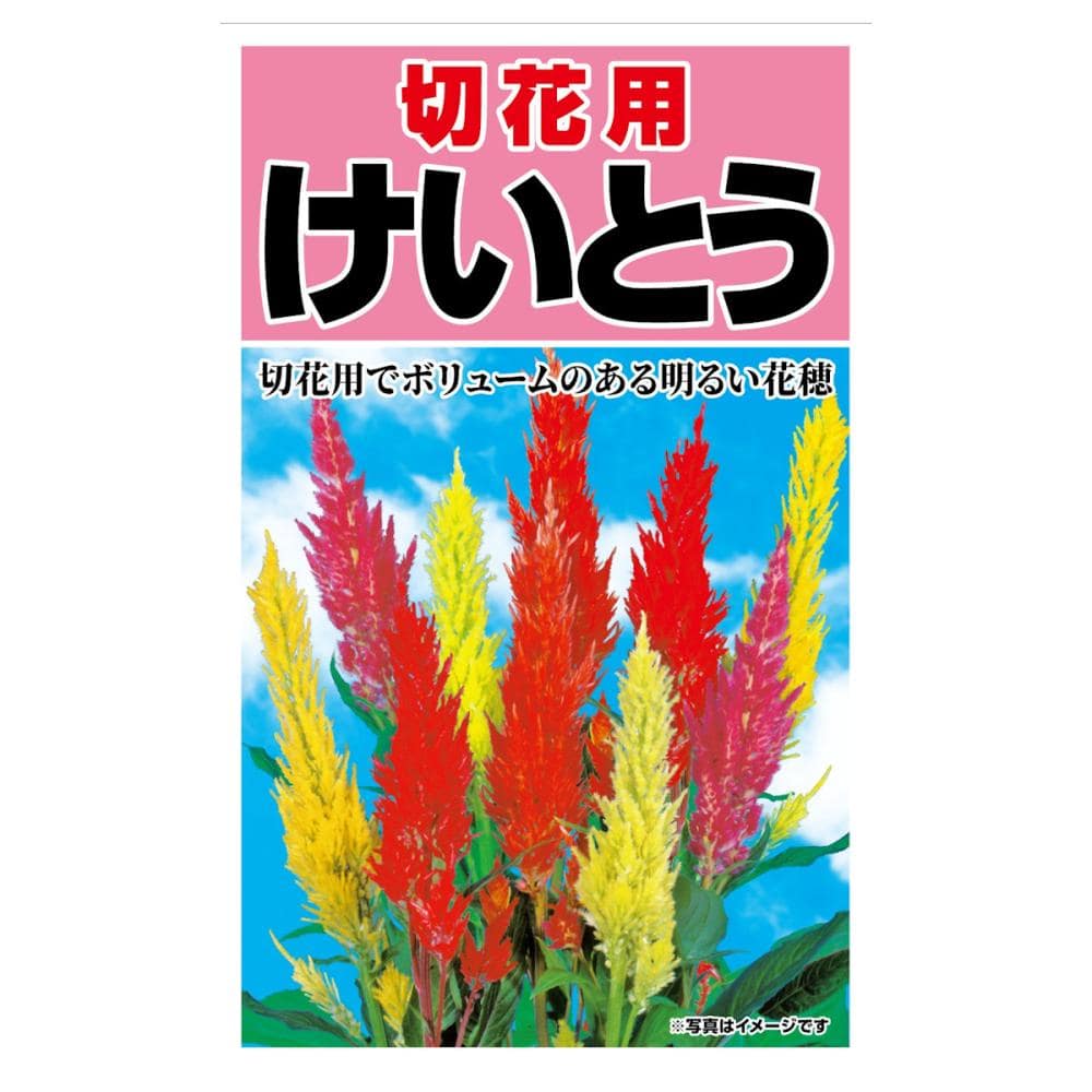 切花用ケイトウセンチュリー