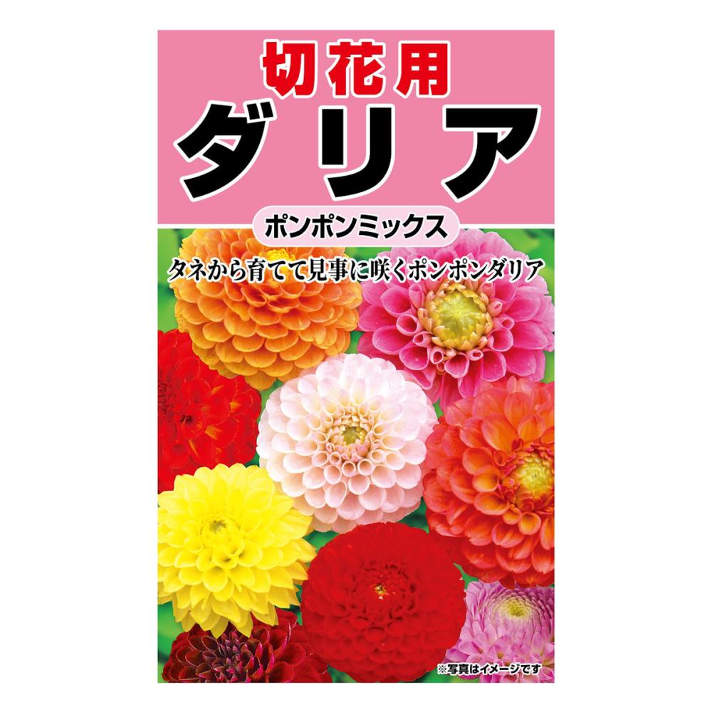 切花用ダリアポンポンミックス