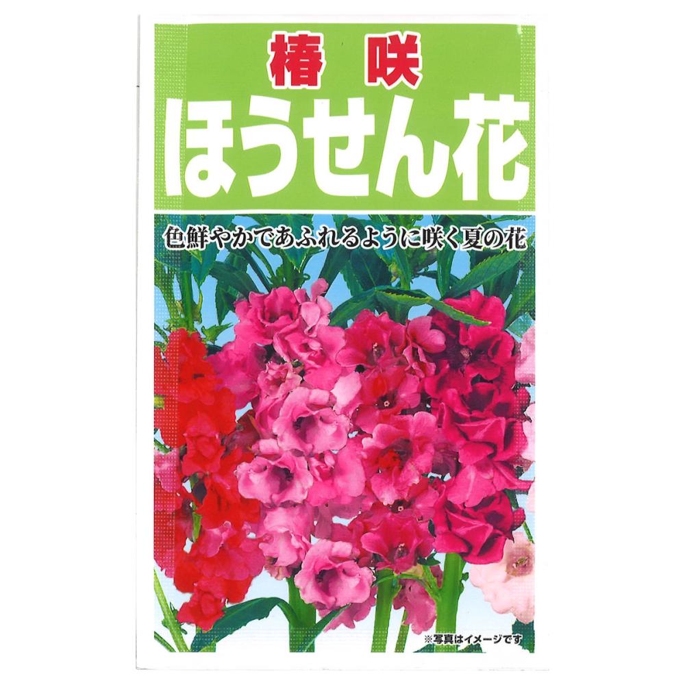 椿咲ほうせん花