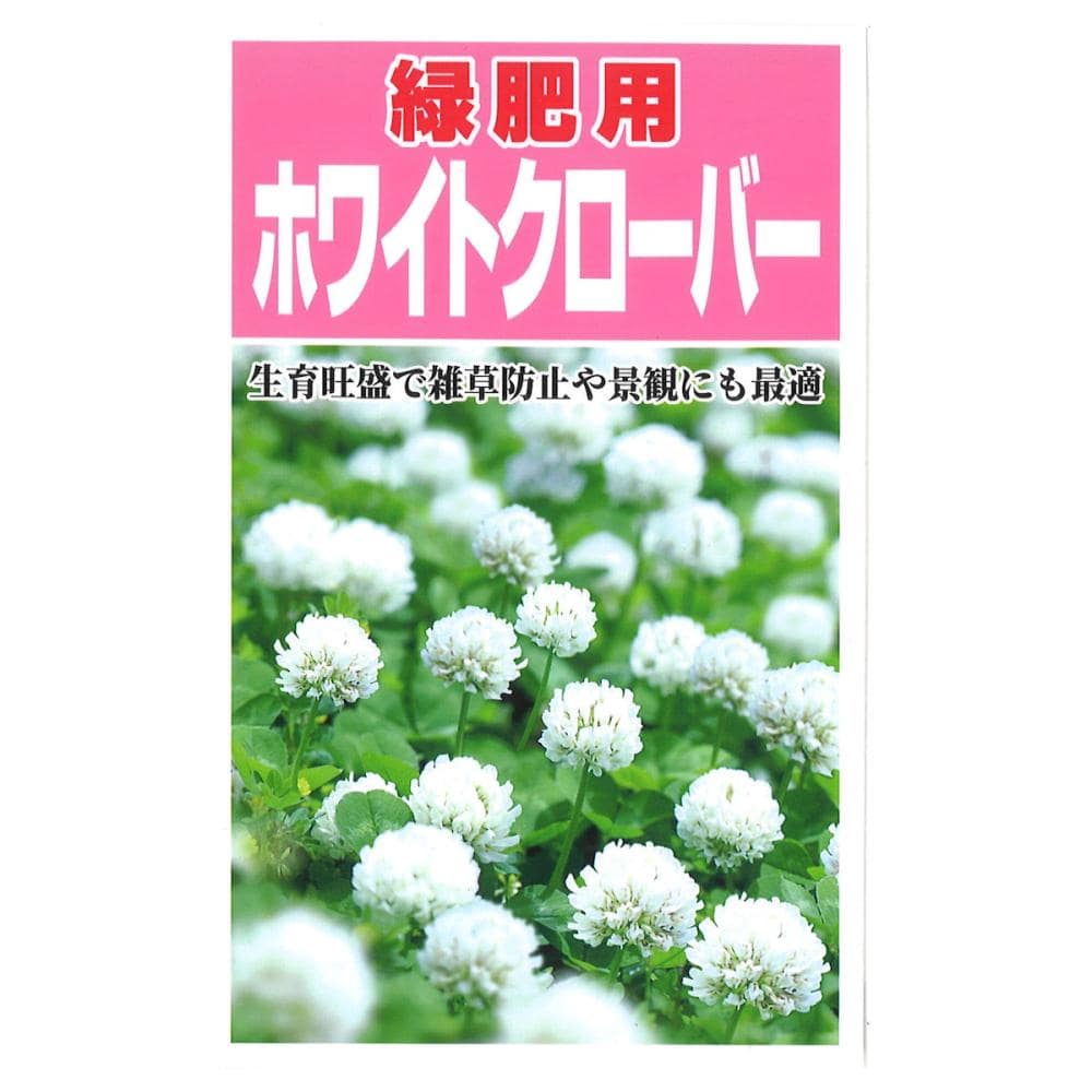 ホワイトクローバ