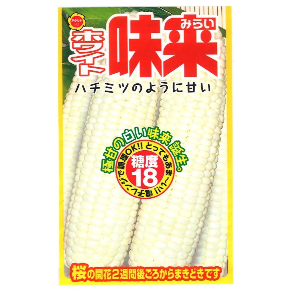トウモロコシ種子　味来ホワイト