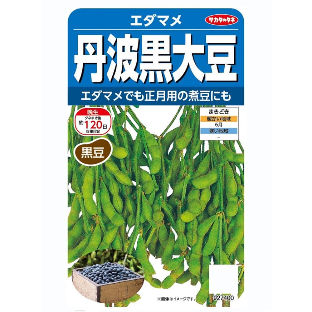 エダマメ種子　エダマメ　丹波黒大豆
