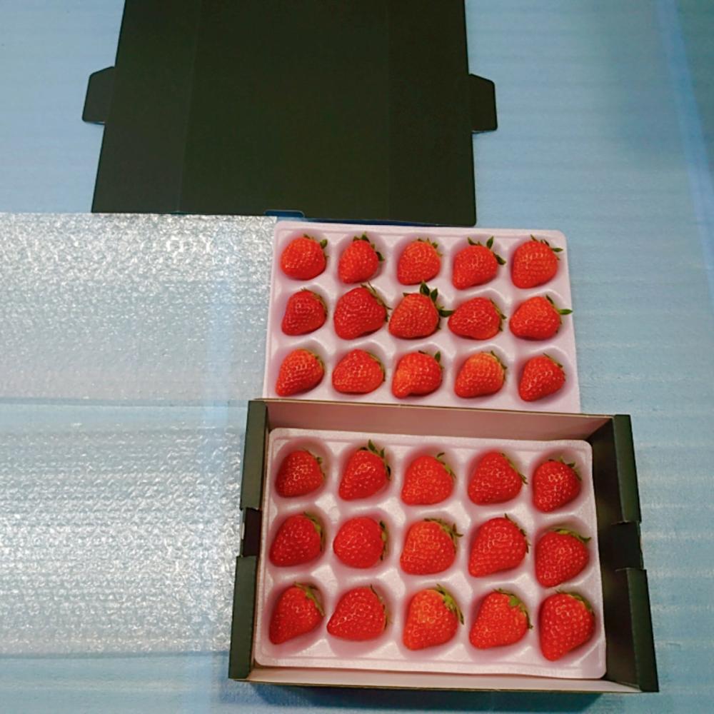 【ご注文期限：2026年5月20日】岐阜県産　紅ほっぺいちご　約５００ｇ（約２５０ｇ×２パック）