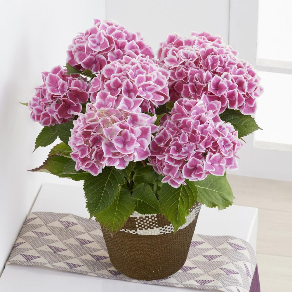 【母の日ギフト】　アジサイ　ファーストレディ　桃　【申込期限：５月６日】【お届け予定日：５月７日～１０日】