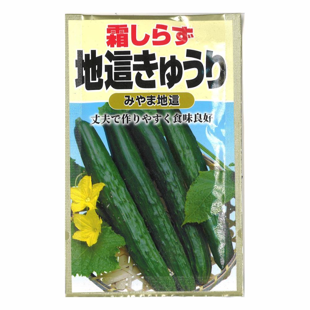 霜しらず秋どり胡瓜