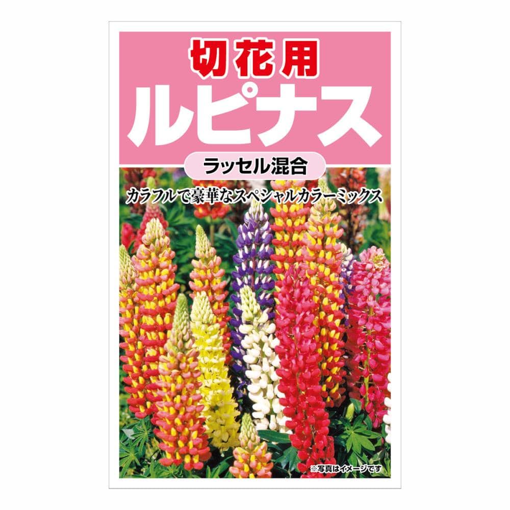 ルピナス　ラッセル混合