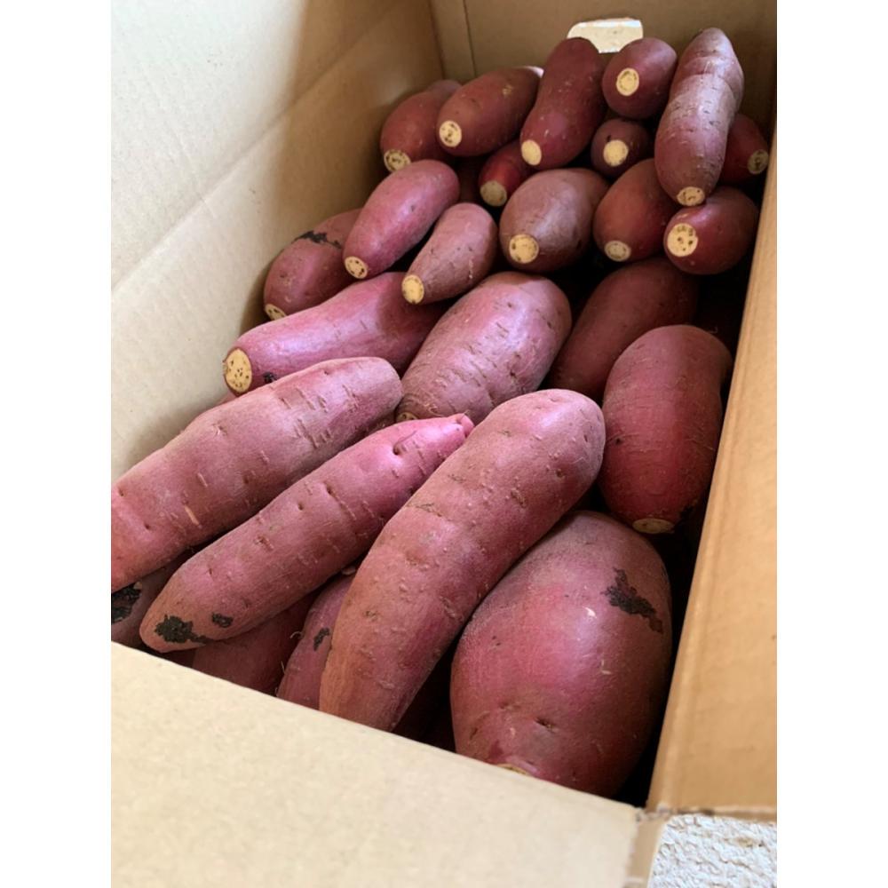 【注文期限：２０２６年４月３０日】熊本県産　紅はるか　サイズ混合約１０ｋｇ（４０本前後）