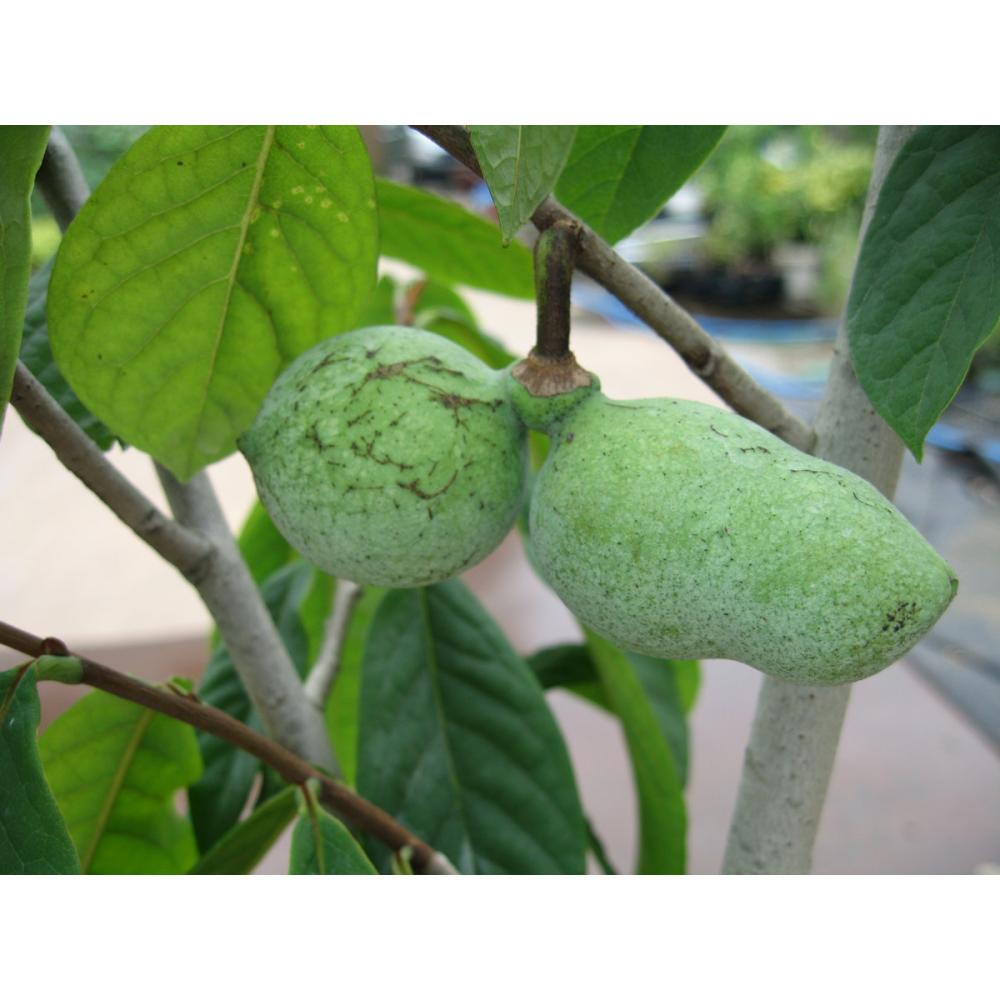 【春予約】　ポポー　スイートアリス　【申込期限：５月１０日（日）】　【引渡予定日：６月６日（土）～１４日（日）】