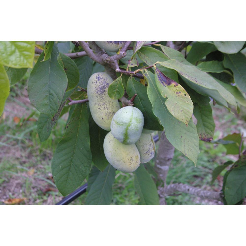 【春予約】　ポポー　ウェールズ　【申込期限：５月１０日（日）】　【引渡予定日：６月６日（土）～１４日（日）】