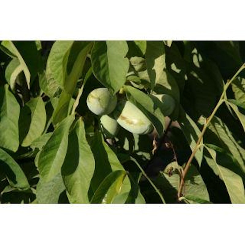 【春予約】　ポポー　ウィルソン　【申込期限：５月１０日（日）】　【引渡予定日：６月６日（土）～１４日（日）】