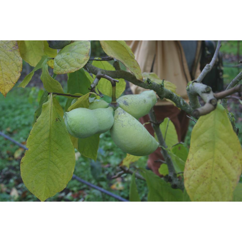 【春予約】　ポポー　レベッカゴールド　【申込期限：５月１０日（日）】　【引渡予定日：６月６日（土）～１４日（日）】