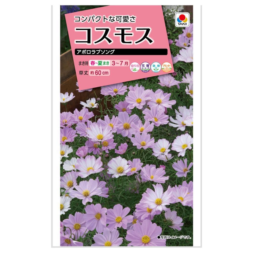 コスモス種子　コスモス　アポロラブソング