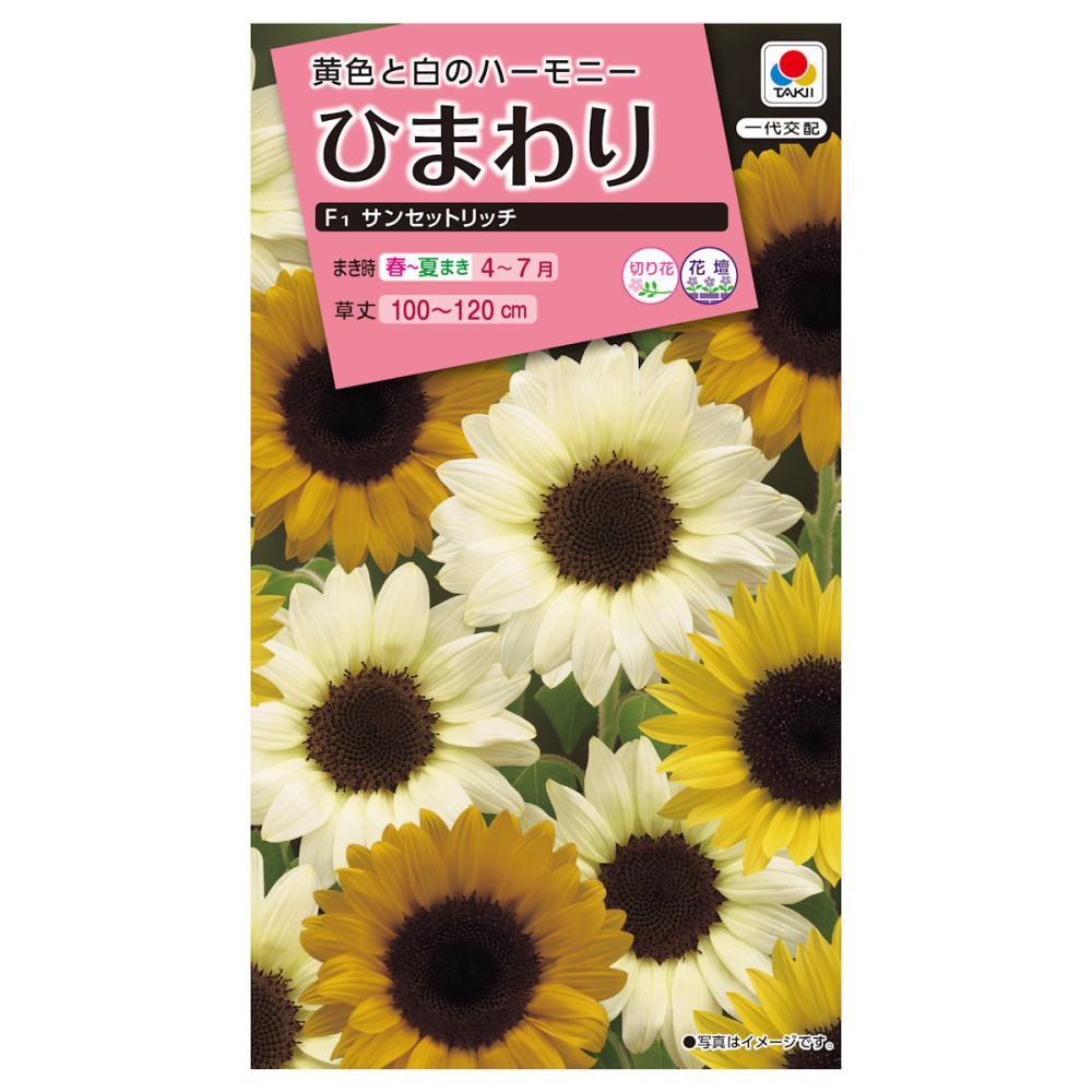 ヒマワリ種子　ひまわり　サンセットリッチ