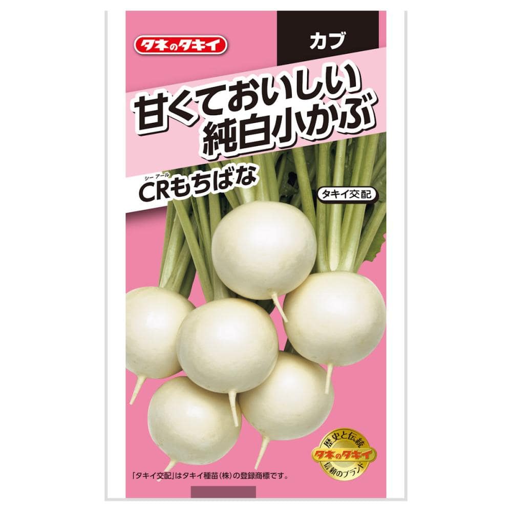 カブ種子　甘くておいしい純白小かぶ　ＣＲもちばな