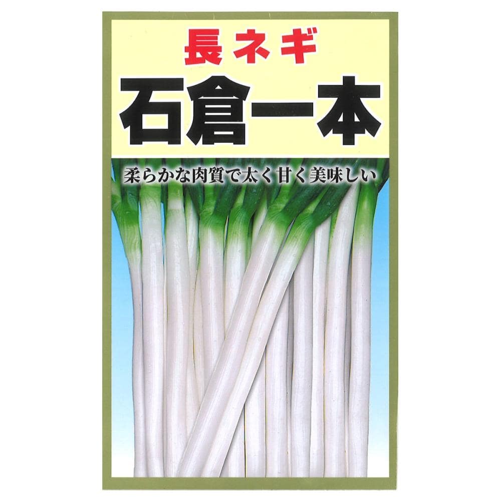 石倉一本　太ねぎ